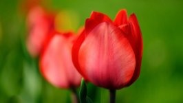 Desktop wallpaper. Flowers. ID:132793