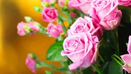 Desktop wallpaper. Flowers. ID:103835