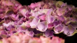 Desktop wallpaper. Flowers. ID:104013