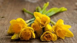 Desktop wallpaper. Flowers. ID:104374