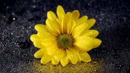 Desktop wallpaper. Flowers. ID:104525
