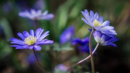 Desktop wallpaper. Flowers. ID:104651