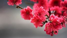 Desktop wallpaper. Flowers. ID:148225
