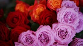 Desktop wallpaper. Flowers. ID:104805