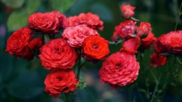 Desktop wallpaper. Flowers. ID:104908