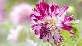 Desktop wallpaper. Flowers. ID:104909