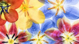 Desktop wallpaper. Flowers. ID:105094