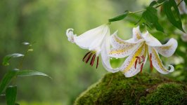 Desktop wallpaper. Flowers. ID:105126