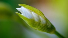 Desktop wallpaper. Flowers. ID:132792