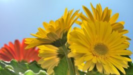 Desktop wallpaper. Flowers. ID:106213