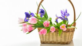 Desktop wallpaper. Flowers. ID:106254