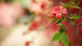 Desktop wallpaper. Flowers. ID:106255