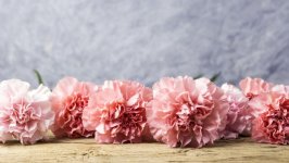 Desktop wallpaper. Flowers. ID:106568