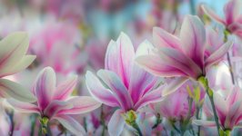 Desktop wallpaper. Flowers. ID:106590