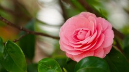 Desktop wallpaper. Flowers. ID:106629