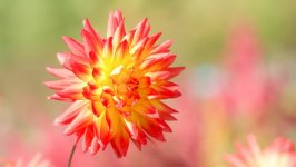 Desktop wallpaper. Flowers. ID:106775