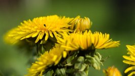 Desktop wallpaper. Flowers. ID:106818