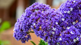 Desktop wallpaper. Flowers. ID:106863