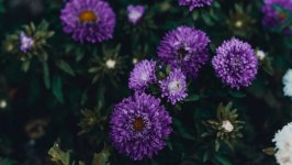 Desktop wallpaper. Flowers. ID:106972