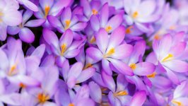 Desktop wallpaper. Flowers. ID:106978