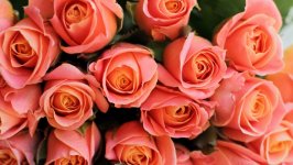 Desktop wallpaper. Flowers. ID:106995