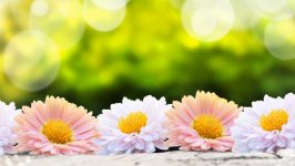 Desktop wallpaper. Flowers. ID:107321