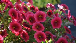 Desktop image. Flowers. ID:107336