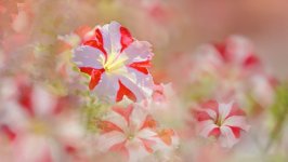 Desktop wallpaper. Flowers. ID:132736