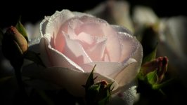Desktop image. Flowers. ID:107369