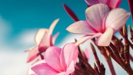 Desktop wallpaper. Flowers. ID:107573