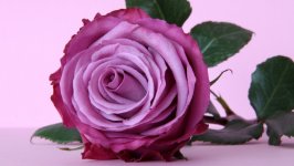 Desktop wallpaper. Flowers. ID:107621