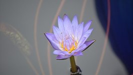 Desktop wallpaper. Flowers. ID:132571