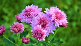 Desktop wallpaper. Flowers. ID:107785
