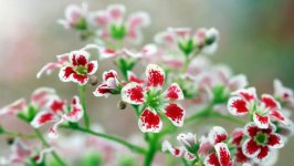 Desktop wallpaper. Flowers. ID:147312