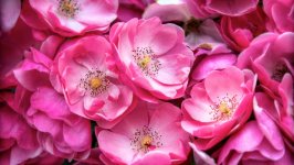 Desktop wallpaper. Flowers. ID:132588