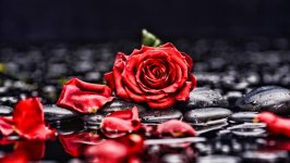 Desktop wallpaper. Flowers. ID:108618