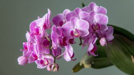 Desktop wallpaper. Flowers. ID:108702