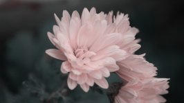 Desktop wallpaper. Flowers. ID:108771