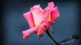Desktop wallpaper. Flowers. ID:108774