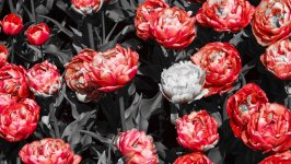 Desktop wallpaper. Flowers. ID:108814