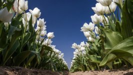 Desktop wallpaper. Flowers. ID:108819