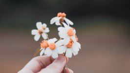 Desktop wallpaper. Flowers. ID:109003