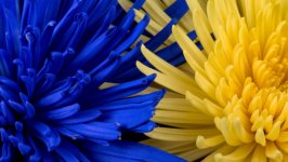Desktop wallpaper. Flowers. ID:109192