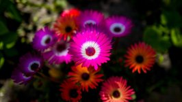 Desktop wallpaper. Flowers. ID:132468