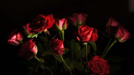 Desktop wallpaper. Flowers. ID:109466