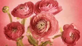 Desktop wallpaper. Flowers. ID:109652