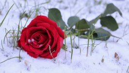 Desktop wallpaper. Flowers. ID:109661
