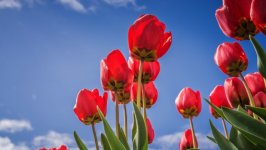 Desktop wallpaper. Flowers. ID:110105