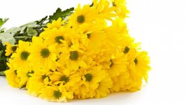 Desktop wallpaper. Flowers. ID:110143