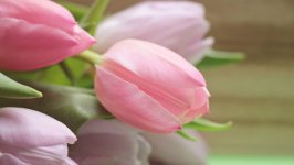 Desktop wallpaper. Flowers. ID:110661